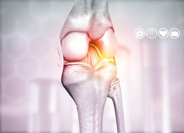 istock Anatomy of knee joint 1201820219