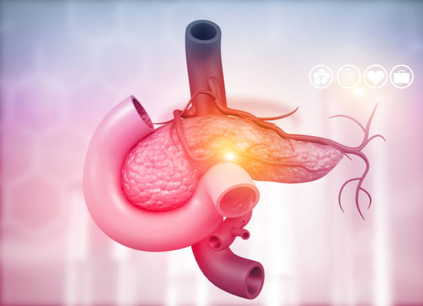 anatomía del páncreas - cáncer tumor ilustraciones fotografías e imágenes de stock