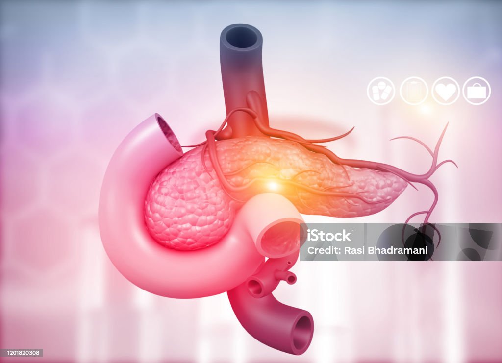 Anatomy of pancreas Anatomy of pancreas. 3d illustration Pancreas Stock Photo