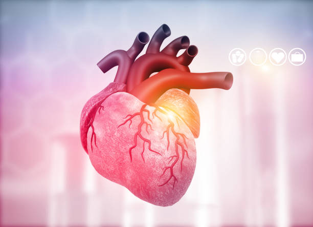 Anatomy of Human Heart Anatomy of Human Heart on medical background. 3d render vascular bundle stock pictures, royalty-free photos & images