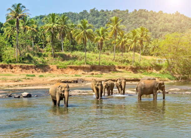 istock elephant in jungle river washing leisure outdoor. 1201820344