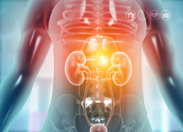 kidney in human body kidney in human body. 3d illustration human kidney stock pictures, royalty-free photos & images