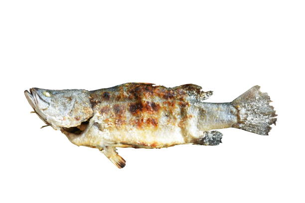 grilled bass fish wrapping salt stuffing herb on white background