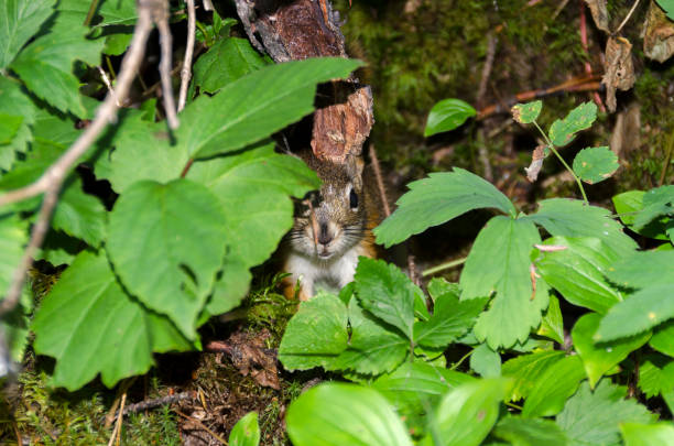 istock squirrel near his den in Lake Louise 1201821749