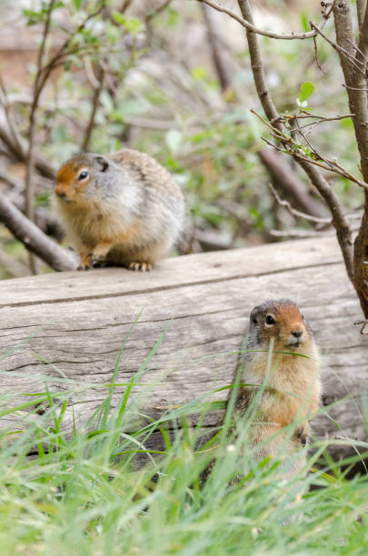istock squirrel near his den in Lake Louise 1201821763