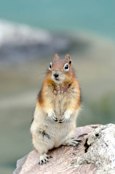 istock squirrel near his den in Lake Louise 1201821771