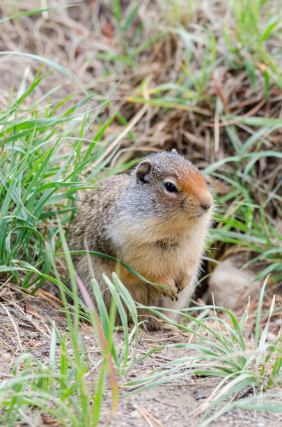 istock squirrel near his den in Lake Louise 1201822341