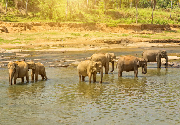 istock Beautiful elephant mother river outdoor leisure 1201823469