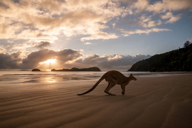 istock Silhouette of a kangaroo on the beach 1201823653