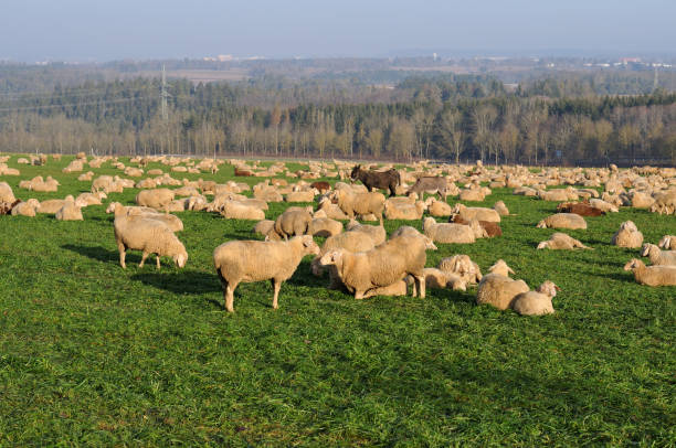 istock donkeys and sheep together on a pasture 1201823688