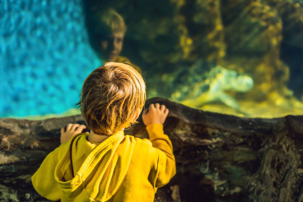 istock boy watching a sea turtle in an aquarium 1201824036