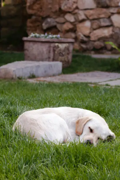 Dog sleeping in the garden. Dog sleeping. Dog sleeping on green. Dog sleeping on green grass. Dog sleeping on meadow.