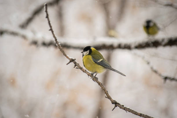 istock Titmouse on a snowy winter day 1201825873