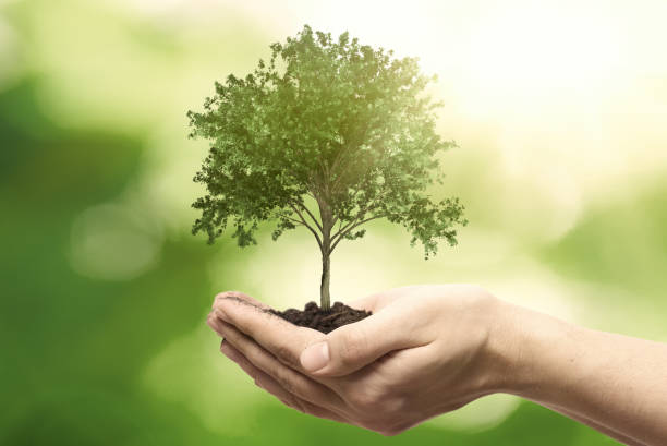 Hand holding tree. Save nature, ecology concept Human hand holding tree against blurred natural background. Save nature, ecology, Earth day concept. volunteer photos stock pictures, royalty-free photos & images