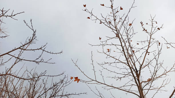 Dried leaves and branches of the tree with snowy winter background in Cappadocia, Turkey