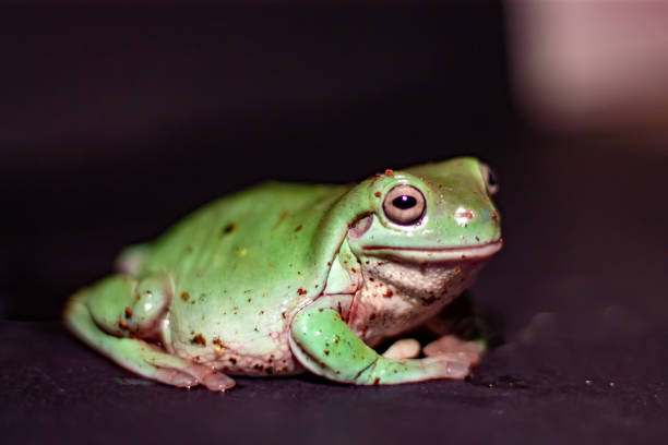 białe drzewo żaba - whites tree frog zdjęcia i obrazy z banku zdjęć