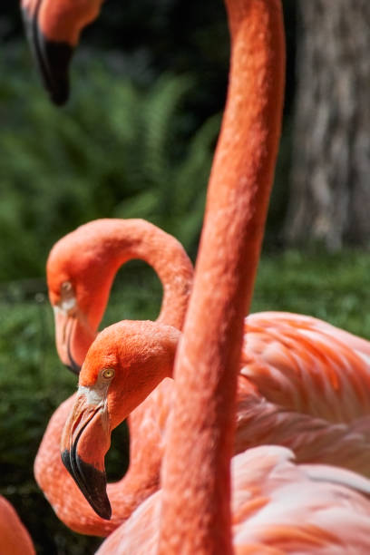 istock Group of flamingo heads 1201830849