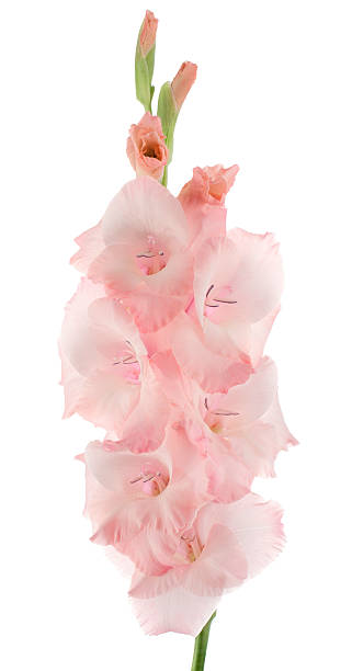 글라디올러스 - gladiolus single flower isolated white 뉴스 사진 이미지