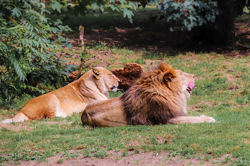 Lion couple dozing together in a savannah in zambia. The lion male licks its mouth with its big red tongue