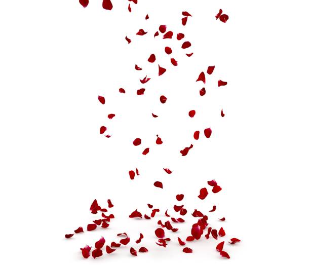 istock Rose petals fall beautifully on the floor 1201831882