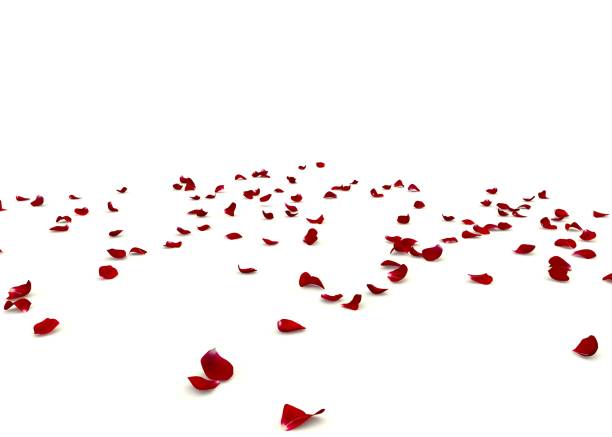 Rose petals are scattered on the floor. Isolated white background