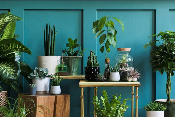 Photo of Stylish composition of home garden interior filled a lot of beautiful plants, cacti, succulents, air plant in different design pots. Green wall paneling. Template. Home gardening concept Home jungle.