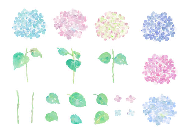 ilustrações de stock, clip art, desenhos animados e ícones de illustration of hydrangea handwritten with watercolor - hydrangea gardening blue ornamental garden