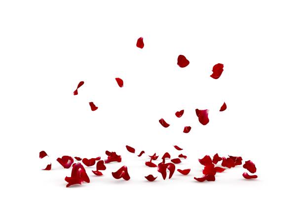 istock Rose petals fall beautifully on the floor 1201833102