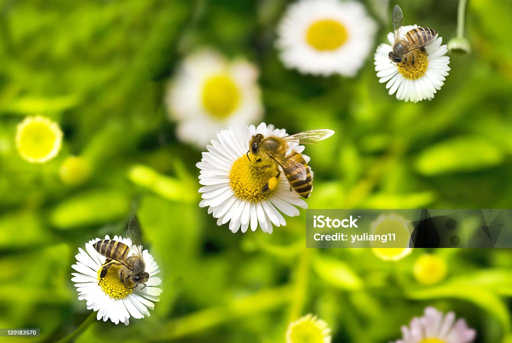 접사를 꿀벌 on 카밀레 - 로열티 프리 곤충 스톡 사진