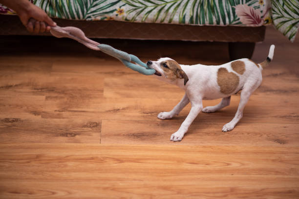 istock Young puppy playing tug of war with owner 1201835819