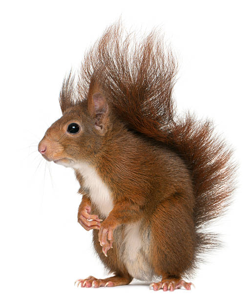 istock Eurasian red squirrel, Sciurus vulgaris, 4 years old, white background. 120183634