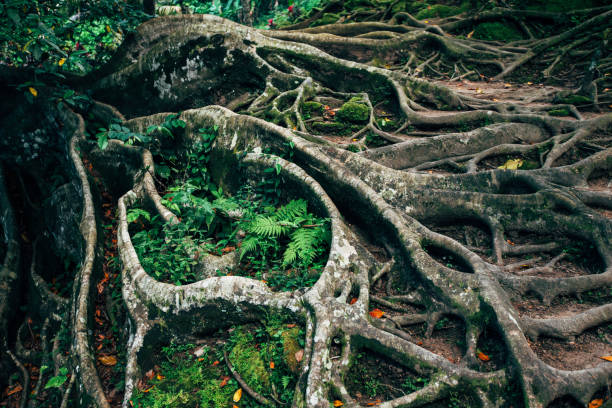 istock jungle trails forest in national park and tree roots 1201836629