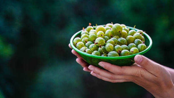 istock Green gooseberry fruit in a colander in hands 1201836846
