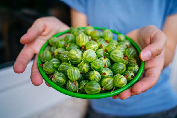 istock Green gooseberry fruit in a colander in hands 1201836857