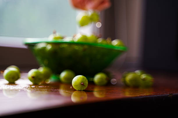jagody w ręku. zielone owoce agrestu - keeping above water zdjęcia i obrazy z banku zdjęć