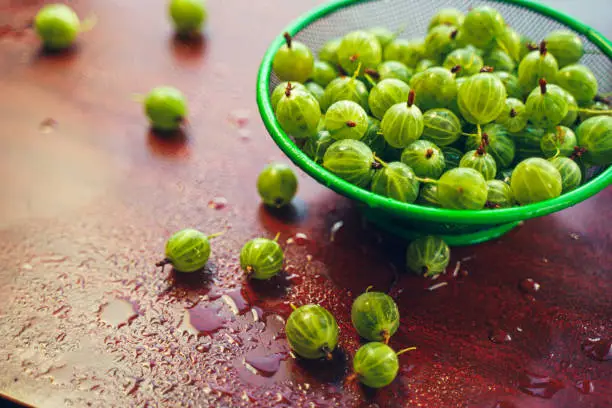 Heap of green wet washed gooseberry fruit in a colander on table. A scattering of large juicy berries on the table