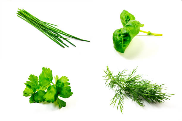 istock Dill, chives, basil and parsley isolated on white background 1201837066
