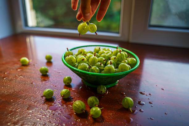 ягоды в руке. зеленые фрукты крыжовника - keeping above water стоковые фото и изображения