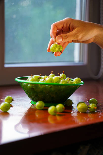 jagody w ręku. zielone owoce agrestu - keeping above water zdjęcia i obrazy z banku zdjęć