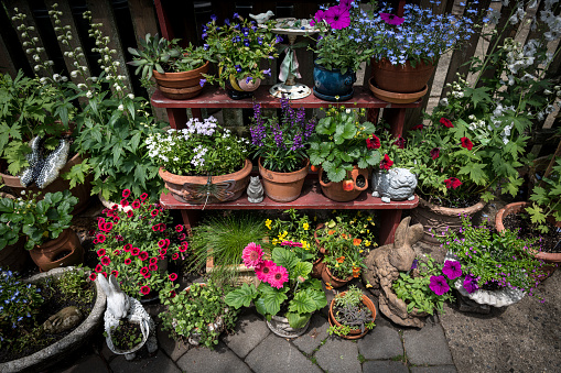 A variety of potted plants on an outdoor shelf in the backyard.
