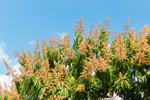 Mango tree in bloom. Close up of the treetop with flowers.