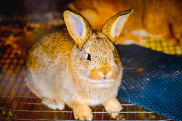 istock Rabbit family in a cage 1201844683