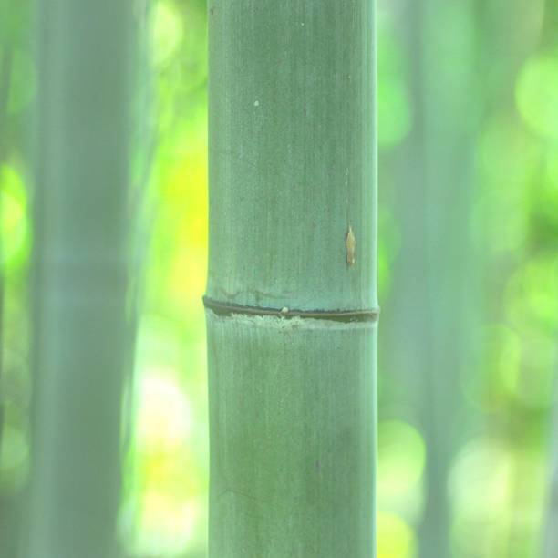 istock Close up of the bamboo grove. 1201844765