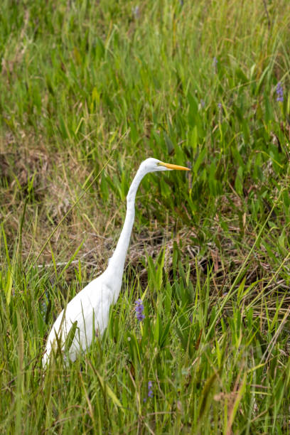 gran garza blanca vadeando en el parque nacional everglades, florida - wading bird everglades national park egret fotografías e imágenes de stock