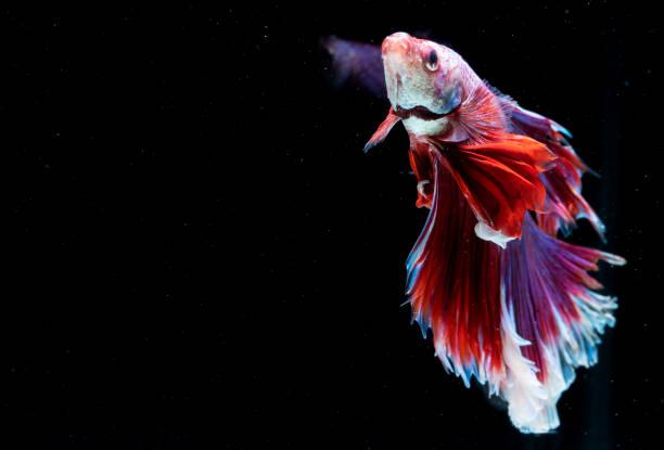 close up art movement of betta fish  siamese fighting fish isolated on black background.fine art design concept. - siamese fighting fish fish tank tropical climate fish imagens e fotografias de stock