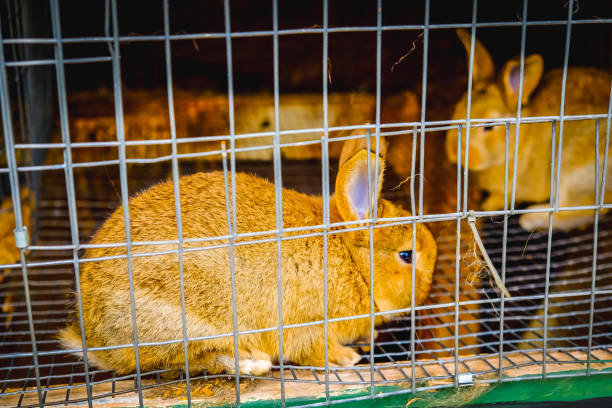 istock Rabbit family in a cage 1201846918