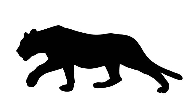 ilustraciones, imágenes clip art, dibujos animados e iconos de stock de ilustración realista de un felino, león o pantera, escabullirse y cazar - vector - panthers