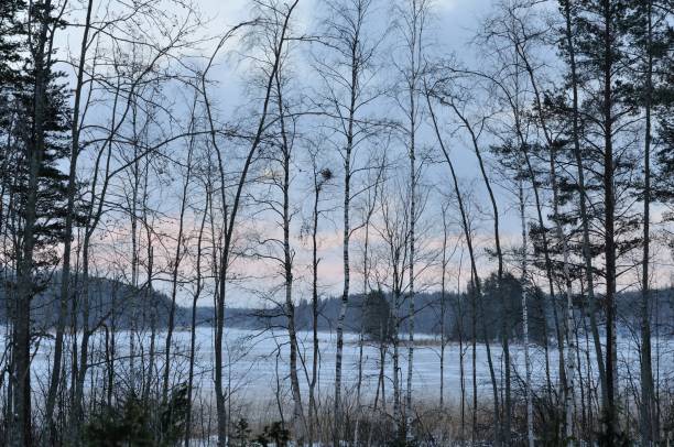 夕暮れ時の冬の湖 - boreal forest lake riverbank waters edge ストックフォトと画像