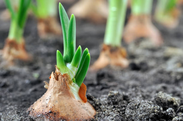 istock close-up of growing green onion 1201848172