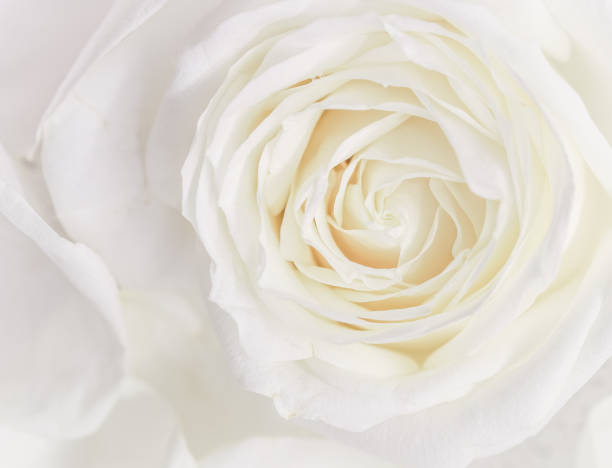 istock Soft focus, abstract floral background, white rose flower. Macro flowers backdrop for holiday brand design 1201848772